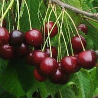 Maguskirss 'Karmel'