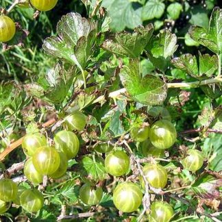 Karusmari 'Hinnonmäen Keltainen'