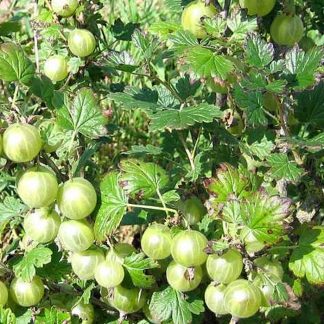 Karusmari 'Leba Valitu'