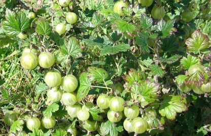 Karusmari 'Leba Valitu'