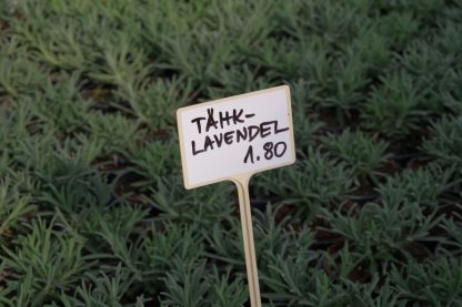 Tähk-lavendel - Image 2