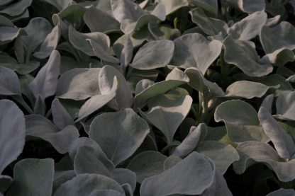 Merikapsas - Image 2