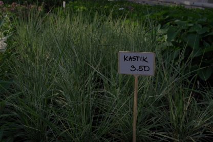 Kastik - Image 2