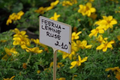 Feerualehine ruse - Image 2