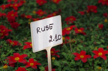 Ruse - Image 3