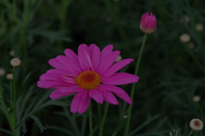 Põõsas-hõbekakar - Image 2