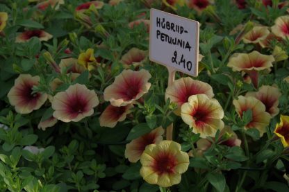 Hübriidpetuunia - Image 2
