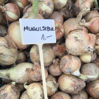 Mugulsibul