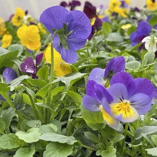 Sarvkannike (hulgihind 100 taimest)