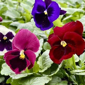 Võõrasema (hulgihind 100 taimest)